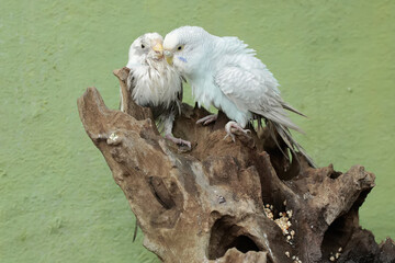 Two Australian parakeets are foraging on a rotting tree trunk. This hook-billed bird has the scientific name Nymphicus hollandicus.