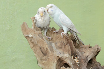 Two Australian parakeets are foraging on a rotting tree trunk. This hook-billed bird has the scientific name Nymphicus hollandicus.