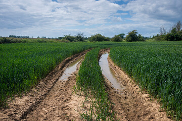 Obraz premium Muddy tyre tracks in a field.