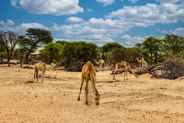 Dromedary camels walking and grazing , in the sand in the african bush, acacia trees in the...