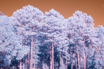 A dense forest with an infrared filter, which gives the vegetation a light bluish-lavender or...