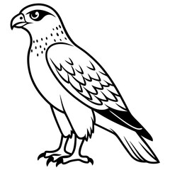 Obraz premium dove isolated on white