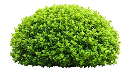 Fototapeta premium Lush Green Bush, Vibrant Foliage, Isolated on White Background