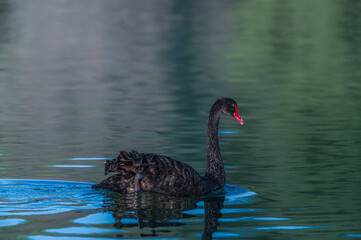 The black swan is a large waterbird, a species of swan which breeds mainly in the southeast and...