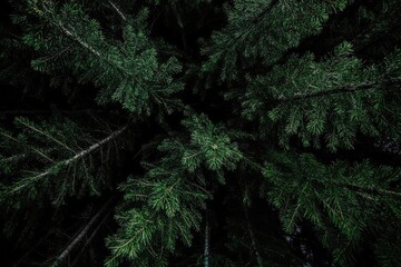 Beneath a canopy of dark green pine branches, against a dark background, this high-definition, high-resolution photograph captures the scene in a cinematic, sharp-detailed style.