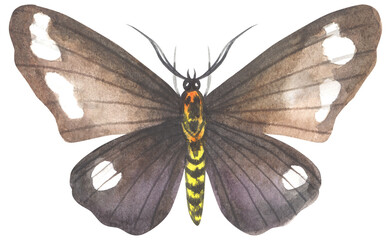 Senecio moth. Watercolor hand drawing painted illustration.