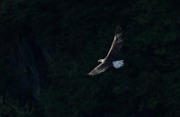 Bald eagle flying into the beautiful sunlight