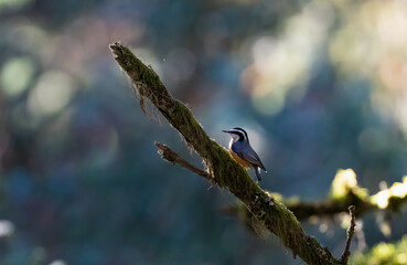 Red breast nut hatch bird on a mossy branch