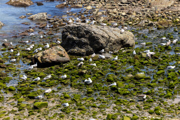 Several seagulls on the rocks of the coast. Sea bird.