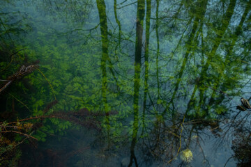 Obraz premium Spiegelung der Natur
