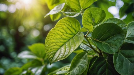 Nature of green leaf in garden at summer. Natural green leaves plants using as spring background cover page greenery environment ecology lime green wallpaper