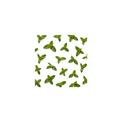 Falling mint leaves isolated on transparent and white background