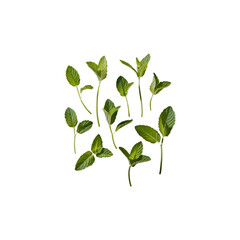 Falling mint leaves isolated on transparent and white background