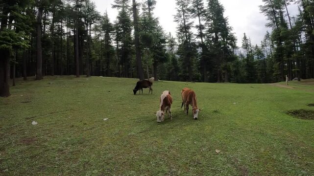 Cow mowing in Beautiful ushu forest jungle view in Sawat kalam Pakistan cloudy sky