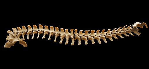 Obraz premium A detailed view of a vertebral column, illustrating spinal anatomy.