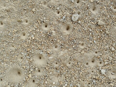 Antlion (Undur-undur) holes in the ground. These anmals are a group of about 2,000 species of insect in the neuropteran family Myrmeleontidae