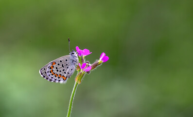 Bavius Blue butterfly (Rubrapterus bavius) on the plant.​