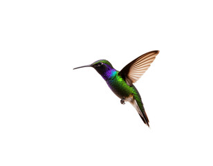 hummingbird isolated on white