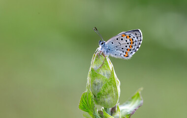 Bavius Blue butterfly (Rubrapterus bavius) on the plant.​