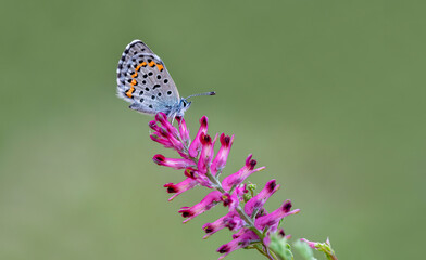 Bavius Blue butterfly (Rubrapterus bavius) on the plant.​