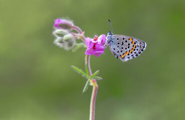 Bavius Blue butterfly (Rubrapterus bavius) on the plant.​