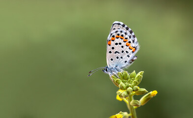 Bavius Blue butterfly (Rubrapterus bavius) on the plant.​