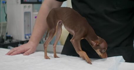 A veterinarian in a black uniform carefully holds a small brown dog, examining its paw for injuries and providing proper care and treatment in a veterinary clinic. Dog with a broken paw.