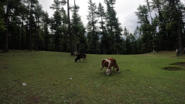 Cow mowing in Beautiful ushu forest jungle view in Sawat kalam Pakistan cloudy sky