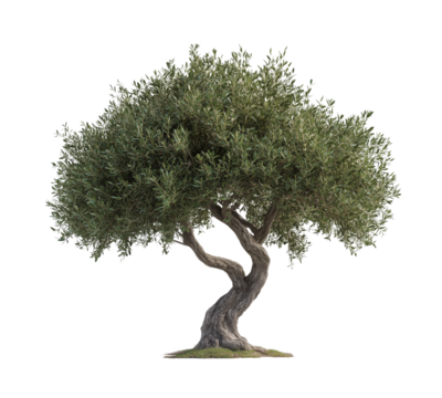Olive tree isolated on white background 