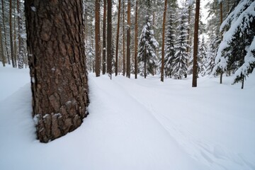Fototapeta premium A peaceful winter scene showcasing snow-covered pine trees and a soft blanket of snow on the ground, creating a tranquil and serene atmosphere in the forest.