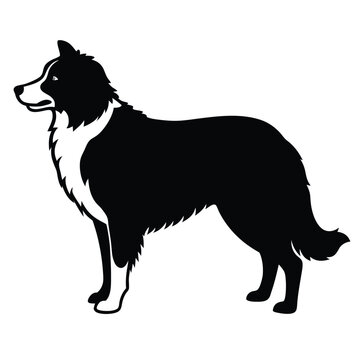 recommend clip art: a Border Collie dog vector silhouette, white background,