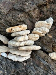 A vibrant group of beautiful corals resting on top of a rock formation