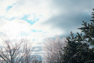 Winter Landscape with frozen Trees and sky. Winter landscape with trees covered with frost.