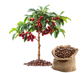 Coffee tree and coffee bean isolated on transparent background 