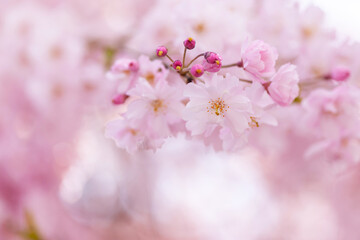 Fototapeta premium 春のシダレザクラ