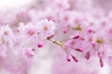 Fototapeta premium 春色の季節