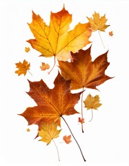 Fototapeta premium autumn maple leaf