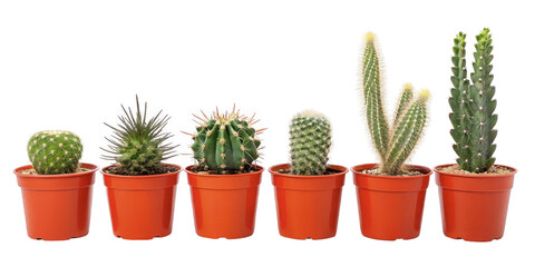 Potted cactus collection isolated on transparent background png