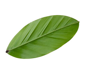 Obraz premium green leaf isolated on white