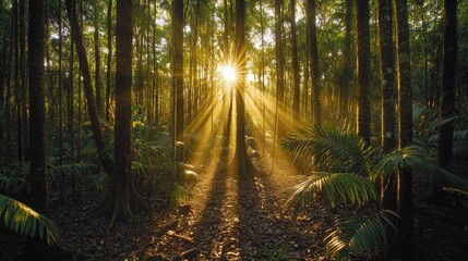 Fototapeta premium Sunlight streams through a dense forest, illuminating the ground. Dark shadows are cast by the many tree trunks and foliage.
