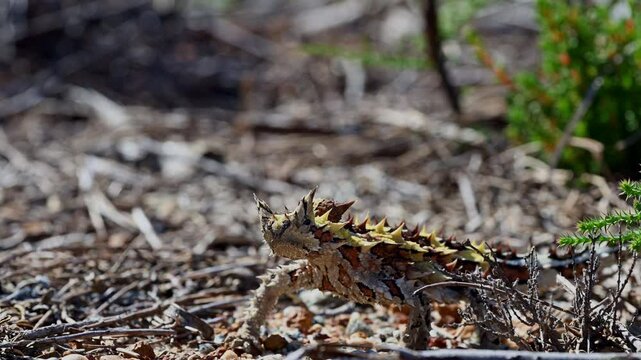 spiny little thorny devil, Moloch horridus, a small lizard native to arid regions of Australia, walking across the ground at Kalbarri national park and foraging for ants.