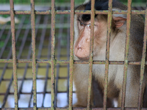 Sad lonely monkey looking through the cage, proboscis monkey in cage at the zoo 