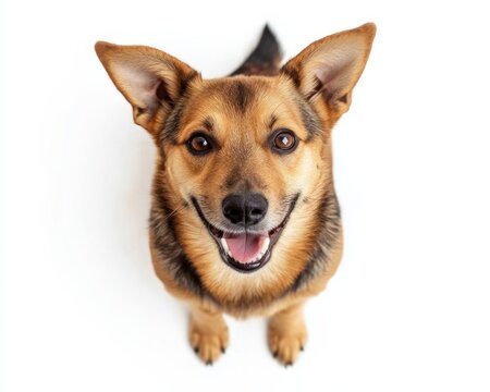 Smiling brown dog sitting on white background
