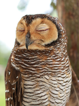 Spotted Wood-Owl - Strix seloputo, owl of the earless owl genus Strix, three subspecies are seloputo, wiepkini and baweana.