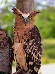 Buffy Fish Owl - Ketupa ketupu or Malay fish owl, is a species of owl in the family Strigidae,  The feathers are edged tawny and the wings and tail are broadly barred yellowish and dark brown.