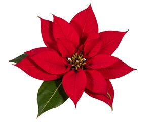 red poinsettia isolated on white
