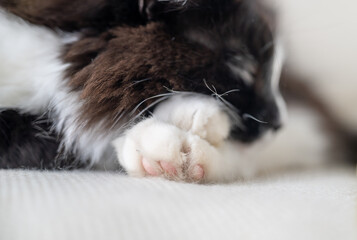 Close-up of a sleeping cat with focus on its fluffy paw and pink pads. Concept of comfort and relaxation