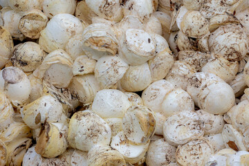 Agriculture concept, Stacked of natural cup lump rubber with selective focus, Fresh white latex after collected from plantation ready to transport to industry for another processed, Nature background.