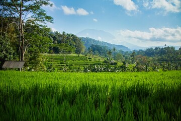 A Bali Countryside - Rice Terraces and Mount Agung in the clouds. Tropical Nature and Sustainable Agriculture