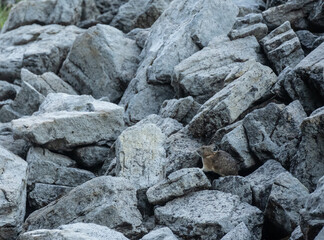Pika Pops Out From Rock Pile In Mount Rainier